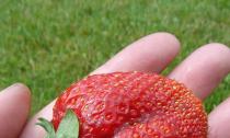 Can pregnant women have strawberries?