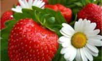 When can you start giving strawberries to your baby?